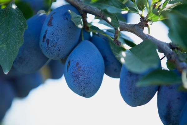 Fresh Plums from 몰도바 supplied by Agroterra  (Dorvalandro SRL) - Yellow Flesh 신선 자두