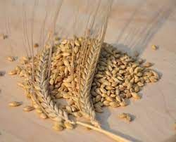 Spring Barley from 체코 supplied by Družina Dačice - Yellow 보리