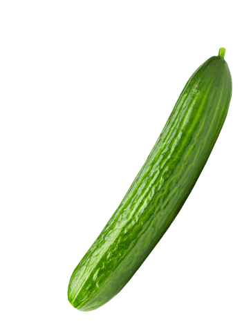 Cucumber from Netherlands supplied by Combilo - Green Fresh Cucumber