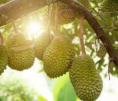 Durian from Thailand supplied by PURITHAI PRODUCE CO.,LTD. - Yellow Fresh Durian