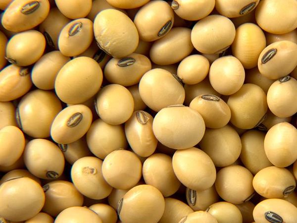 Soybean from 인도 supplied by ORGANIC PRODUCTS INDIA - Veeral Agro Tech - Yellow 대두