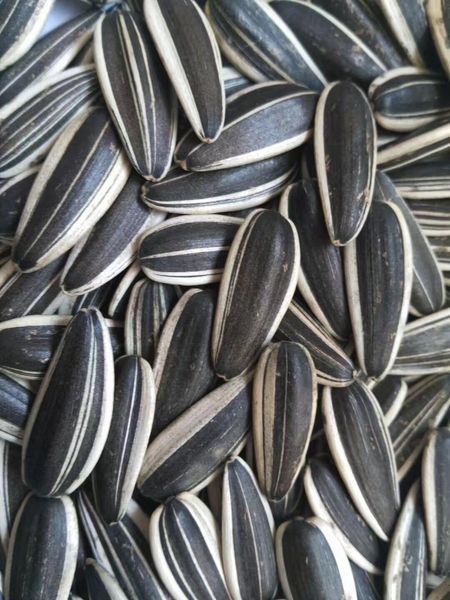 sunflower seeds from China supplied by Al Kassoumeh Export - As per customer's request Sunflower Seed