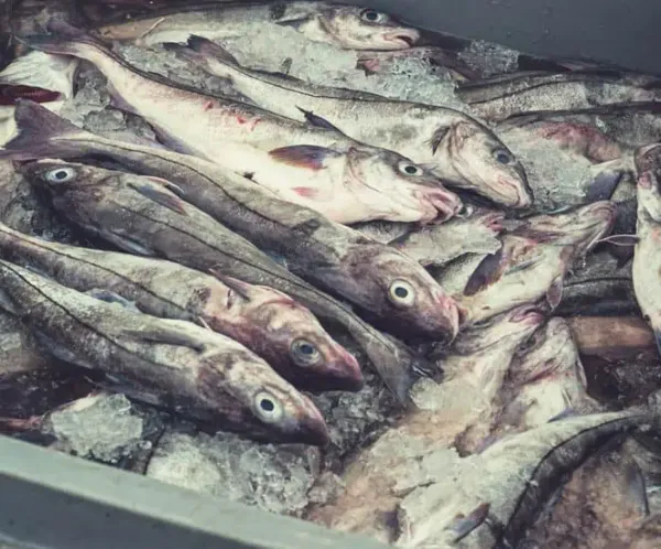 Fresh Haddock from United Kingdom supplied by Grimsby Fish Market - Fresh (=Chilled=Raw) Fresh Haddock