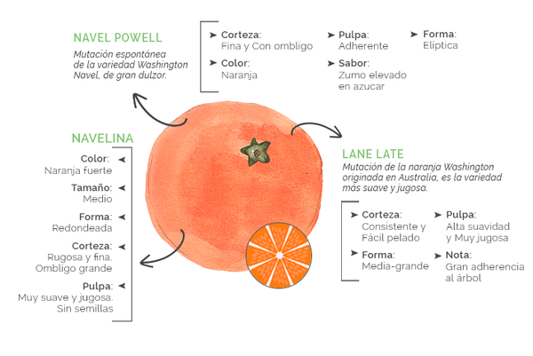 Fresh Orange from Spain supplied by Alquimia Fruits S.L. - Orange Fresh Orange
