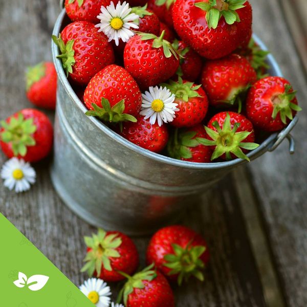 Strawberry from Italy supplied by D'ambruoso Vito Srl - Bright Red Fresh Strawberry