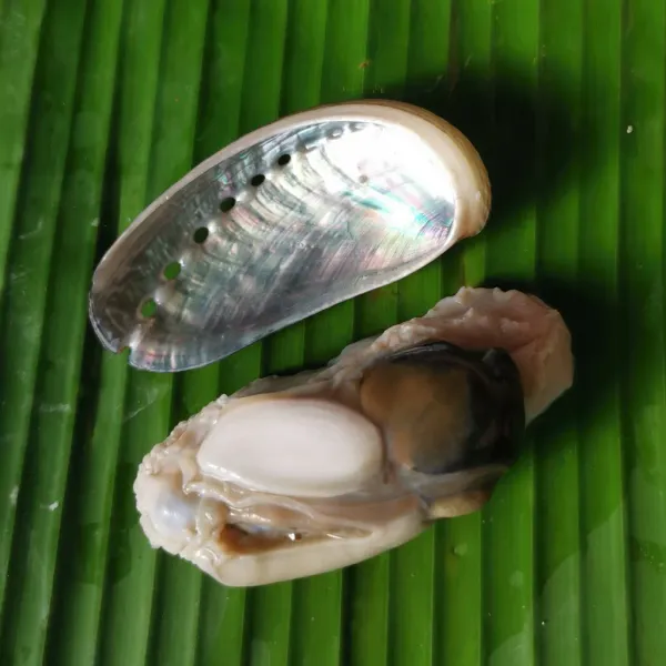 Abalone from 말레이시아 supplied by Fish For It - Layer Packed (=LP) 신선 전복