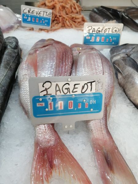Pageot from Portugal supplied by Mofarpeixe, Lda. - With Bone Frozen Sea Bream