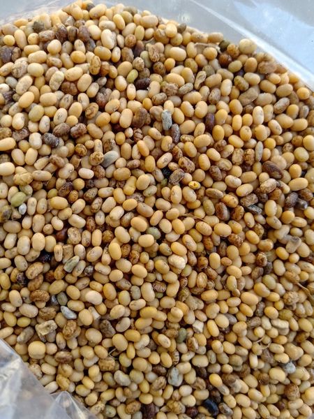 Tephrosia purpurea seeds from 인도 supplied by SVM EXPORTS - Under Size 신선 토마토