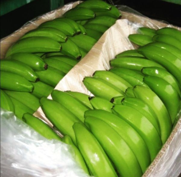 Bananas from 도미니카공화국 supplied by Fenix Trading, CxA - Conventional 신선 바나나