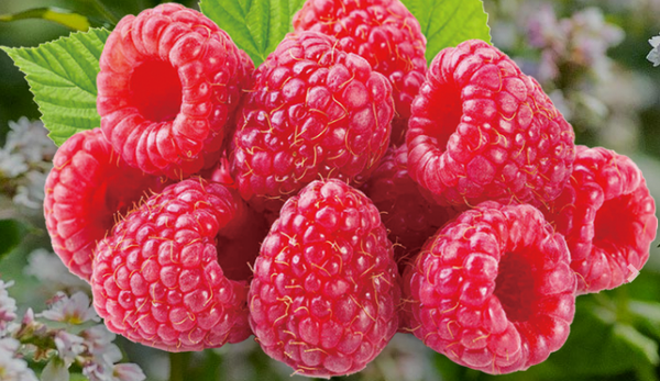 Raspberry from 우크라이나 supplied by Agro Organic LLC - Red 신선 라즈베리
