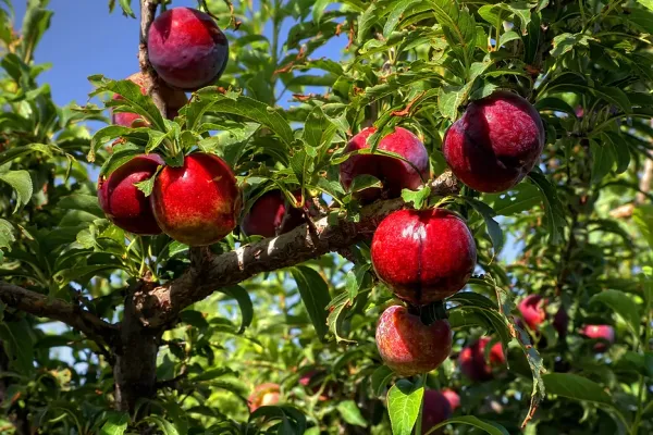 Plums from 미국 supplied by RJO Produce Marketing - Fresh (=Chilled) 신선 자두
