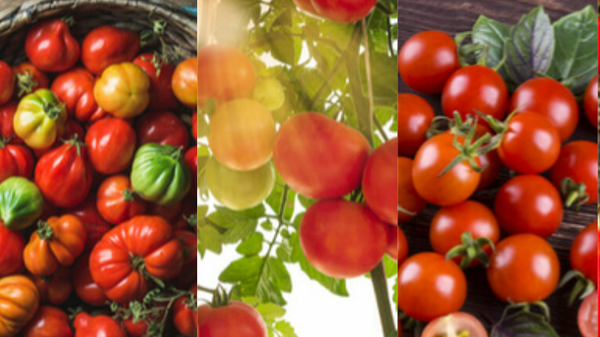 Fresh Tomatoes from 미국 supplied by Anthony Marano Company - Orange 신선 토마토