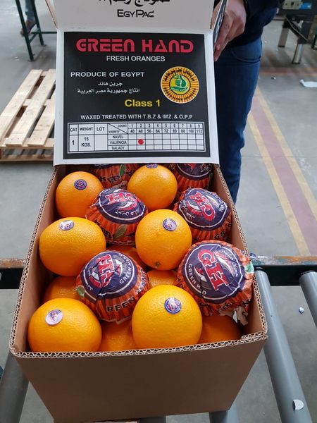 Valencia from Egypt supplied by Al Amir Co. for Trading & Distribution - Caliber 13 (53~60 mm) Fresh Orange