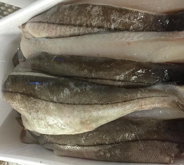 Fresh Cod from United Kingdom supplied by Colin Fraser Ltd - Gutted (=Drawn) Frozen Cod