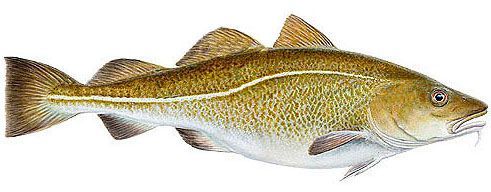 Fresh Cod from Iceland supplied by Stakkavík - Atlantic Cod Fresh Cod