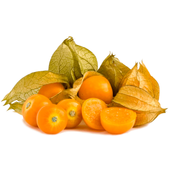 Fresh Cape Gooseberry from 콜롬비아 supplied by Rans Agro SAS - Carton Box (=Cardboard Box) 케이프 구스베리
