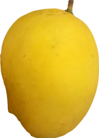 Mango from 미얀마 [버마] supplied by Agro Deco Limited - Yellow 신선 망고