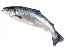 Fresh Salmon from Ireland supplied by Irish Premium Oysters - Fresh (=Chilled=Raw) Salmon