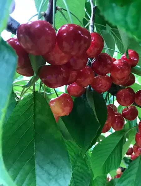 Fresh Cherries from United States supplied by Hood River Organic Upick Farms LLC - Red Fresh Sweet Cherry