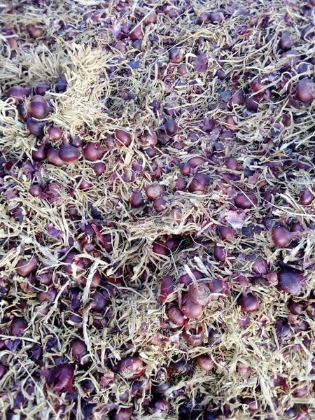 fresh Red onions from Egypt supplied by Green Point For export &import agriculture products - Long Day Fresh Onion