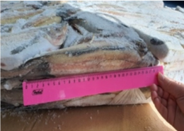Alaska Pollock from Russia supplied by LLC RPK Northern - Alaska Pollock (=Theragra chalcogramma) Frozen Pollack