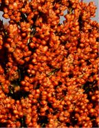 Sorghum from United States supplied by Alta Seeds/Advanta Us. - Whole Sorghum