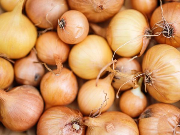 Fresh Onion from 벨기에 supplied by Top Harvest - Whole 신선 양파