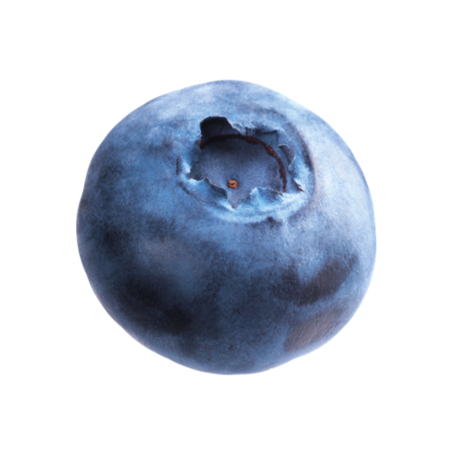 Blueberry from 캐나다 supplied by Contined - Concentrate 신선 블루베리