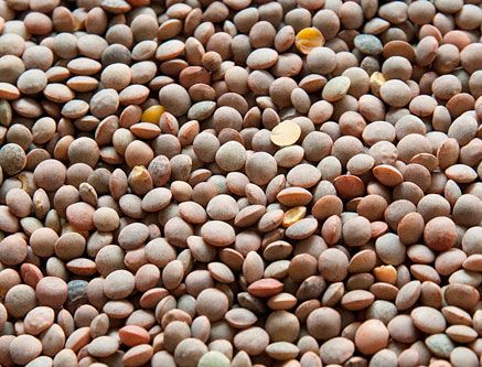 Lentils from 스페인 supplied by La flor para mesa - Modified Atmosphere Packaging (=MAP) 말린 렌틸