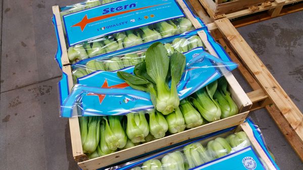Bok Choy from 이탈리아 supplied by Stern Societa Coop Per Azioni - Baby Bok Choy (=Shanghai) 청경채