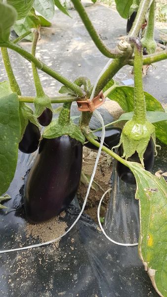 Eggplant from 프랑스 supplied by LES FLEURETTES - Whole 가지