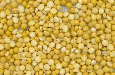 Yellow Pea from 영국 supplied by Peters Commodities Ltd - 노란 완두 말린 일반 콩