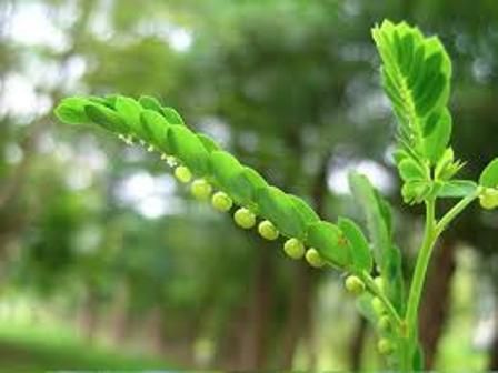 Phylanthus leaves from 인도 supplied by SVM EXPORTS - Fresh (=Chilled) 신선 상추