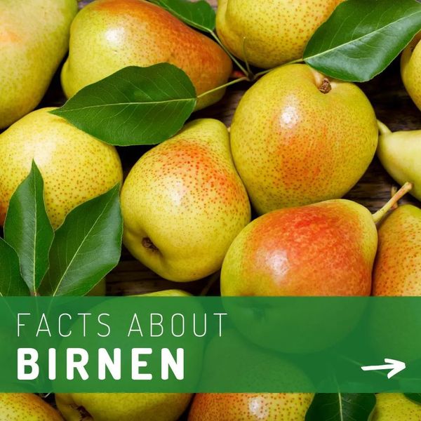 Pears from Germany supplied by BLF Holding GmbH & Co. KG - Mixed - Red and Green Fresh Pear
