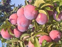 Plum from Spain supplied by FDO COMERCIO (FRUBARDO) - Yellow Fresh Plum