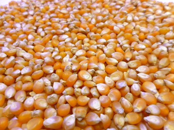 Popcorn Maize from 인도 supplied by PHINIX INTERNATIONAL - Dried 옥수수