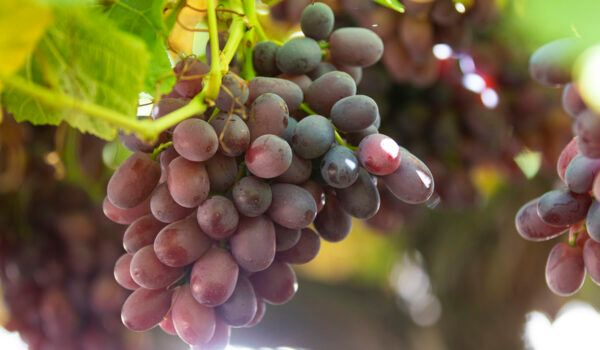 Fresh Grape from 불가리아 supplied by Richard Hochfeld Ltd - Fresh (=Chilled) 신선 포도