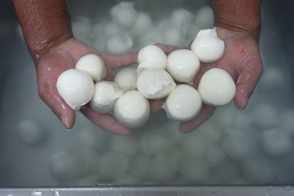 burrata organic from Italy supplied by Azienda Agricola Querceta - Frozen Pork Ham & Shoulder