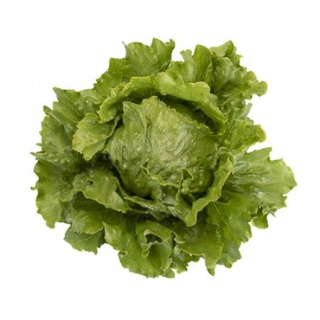 Lettuce from 남아프리카공화국 supplied by Rijk Zwaan South Africa (Pty) Ltd - Green 신선 상추