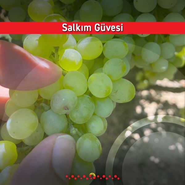 Grapes from 튀르키예 supplied by Özgür Tarım AŞ - Green (=Unripe=Sour) 신선 포도