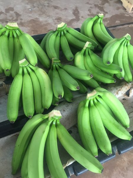 cavendish banana from 베트남 supplied by Mai Ka Company Limited - Premium Quality 신선 바나나