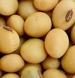 Soybean from 미국 supplied by Erwin-Keith, Inc. - 껍질 없음(=알맹이) 대두