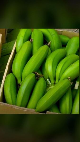 Banana from 우간다 supplied by Ingcorp fruits & Vegetables - Carton Box (=Cardboard Box) 신선 바나나