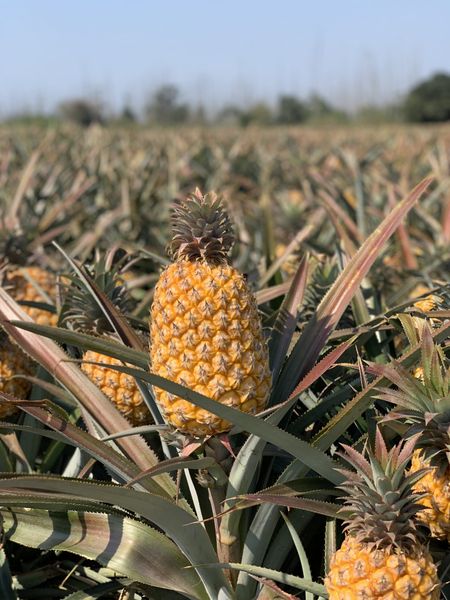Pineapple from South Africa supplied by Meyer Pines - Yellow Fresh Pineapple