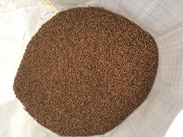 High Quality Coriander from 아르헨티나 supplied by Chadileo S.R.L. - Unspecified 고수