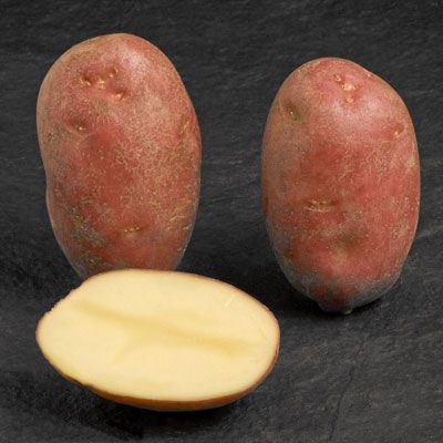 Potato from 벨기에 supplied by Bruwier Potatoes - 갈색 신선 일반 감자