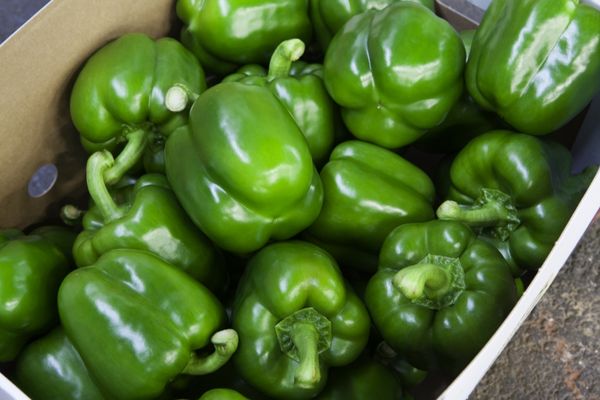 Bell pepper from Belgium supplied by Gerdo - Green Fresh Bell Pepper