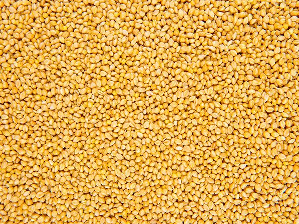 Millet Seed from Australia supplied by Deacon Seeds - Seed Millet