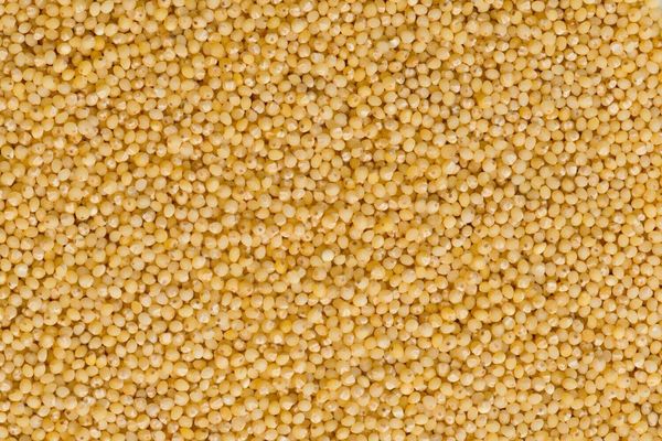 Organic Millet from United States supplied by MOSHER PRODUCTS, INC. - Yellow Millet