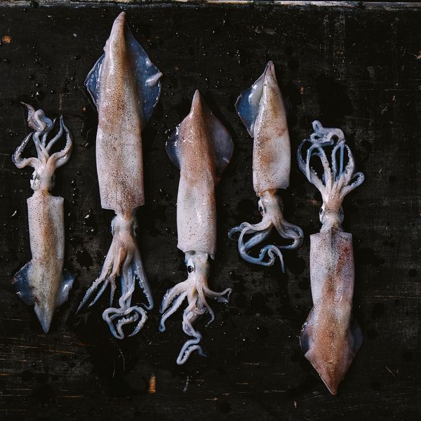 Calamari from United States supplied by Foley Fish - Whole Frozen Squid